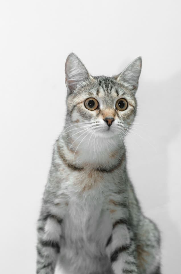 Руководитель школы